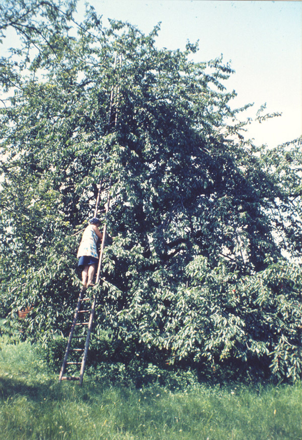 kirschernte mit unbekannter person