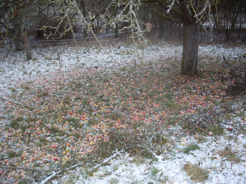 ungeernteter streuobstapfel winter